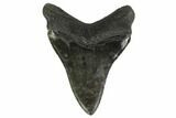 Serrated, Fossil Megalodon Tooth - Beautiful Tooth #137071-1